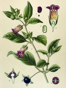 Botanisch bord, plant van La belladonna (Atropa belladonna)