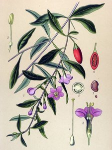 Botanische plaat, plant van traditionele Chinese geneeskunde: gewone lycium (Lycium halimifolium) door Unbekannter Künstler