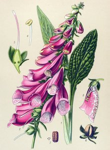 Botanische plaat, plant: paarse vingerhoedskruid (Digitalis purpurea)