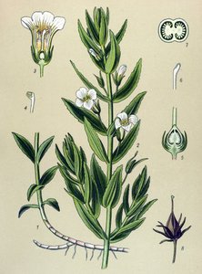 Botanische plaat, plant: gratiola officinalis (Gratiola officinalis) door Unbekannter Künstler