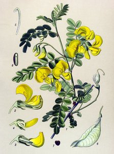 Botanische plaat, plant: boom bander (Colutea arborescens) door Unbekannter Künstler