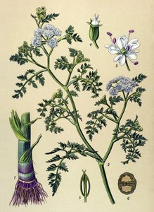 Botanische plaat, giftige en medicinale plant: waternavel (Oenanthe aquatica)