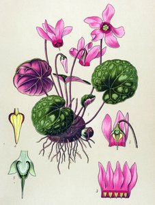 Botanische plaat, giftige en medicinale plant: Cyclamen purpurascens, Cyclamen europaeum door Unbekannter Künstler