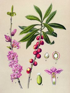 Botanische plaat, giftige en medicinale plant: schone hout (Daphne Mezereum)