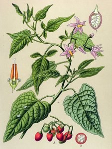 Botanische plaat, giftige en medicinale plant: bitterzoet (Solanum dulcamara)