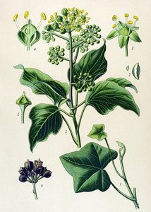 Botanisch bord, giftige en geneeskrachtige plant: Klimop (Hedera helix) door Unbekannter Künstler