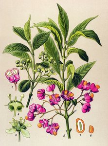 Botanische plaat, giftige plant: Europese kardinaalsmuts (Euonymus europaeus)