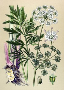 Botanische plaat, giftige en medicinale plant: waterscheerling (Cicuta virosa)