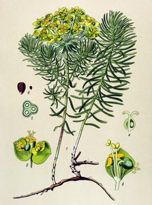Botanische plaat, giftige en medicinale plant: wolfsmelk (Euphorbia cyparissias)