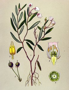Botanische plaat, giftige plant: Andromeda polifolia door Unbekannter Künstler