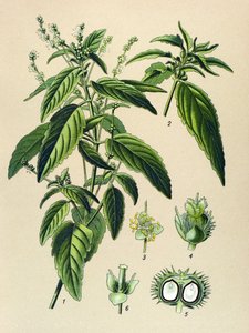 Botanisch bord, giftige plant: Jaarlijkse mercuriale (Mercurialis annua) door Unbekannter Künstler
