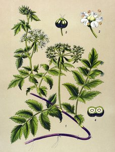 Botanische plaat, giftige plant: Berle (Berula angustifolia) door Unbekannter Künstler