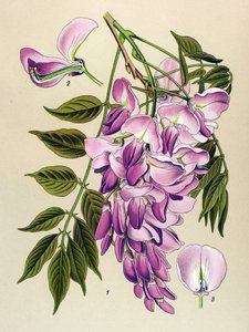 Botanische plaat, giftige plant: Chinese glycine (Wistaria chinensis)