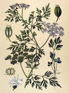 Botanische plaat, giftige plant: hondspeterselie of valse peterselie (Aethusa cynapium) door Unbekannter Künstler