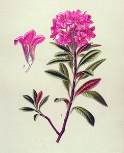 Botanisch bord, giftige plant: roestkleurige rododendron (Rhododendron ferrugineum).