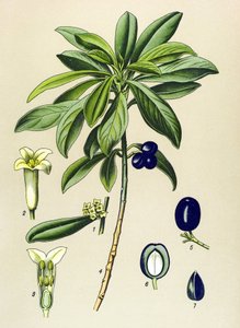 Botanisch bord, giftige plant: Laurier (Daphne Laureola) door Unbekannter Künstler