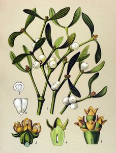 Botanische plaat, giftige plant: maretak (Viscum album) door Unbekannter Künstler
