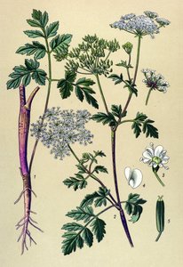 Botanische plaat, giftige plant: knikkende kervel (Chaerophyllum temulum)