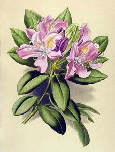 Botanische plaat, giftige plant: Pontische rododendron (Rhododendron ponticum)
