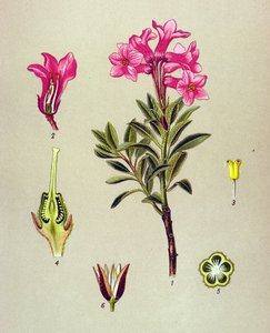 Botanische plaat, giftige plant: Rhododendron hirsutum door Unbekannter Künstler