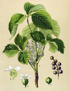 Botanisch bord, giftige plant: Klimop (Rhus toxicodendron)
