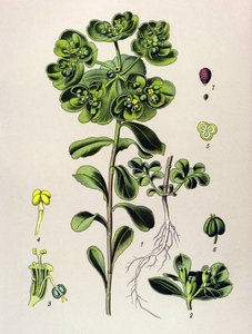 Botanische plaat, giftige plant: Euphorbia helioscopia