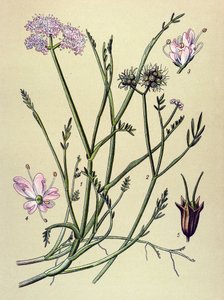 Botanische plaat, giftige plant: fistel (Oenanthe fistulosa) door Unbekannter Künstler
