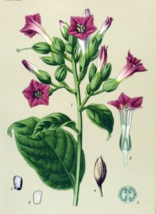 Botanische plaat, giftige plant: sierlijke tabak (Nicotiana tabacum)