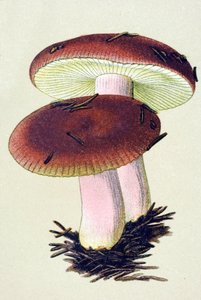 Botanisch bord met giftige schimmel: braakrussula (Russula emetica).