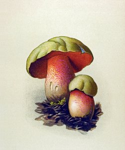 Botanische plaat met giftige schimmel: wolf boleet (Boletus lupinus) door Unbekannter Künstler