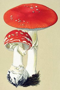 Botanische plaat met giftige paddenstoel: vliegenzwam (Amanita muscaria) door Unbekannter Künstler