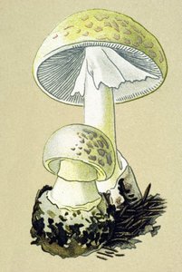 Botanische plaat met giftige schimmel: phalloid amaniet (Amanita phalloides)