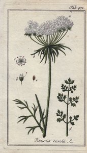 Botanisch: wortelbloem - Wortelbloemen en bladeren, Daucus carota. Handgekleurde kopergravure naar een tekening van B. Thanner uit Johannes Zorn
