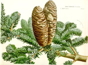 Botanische illustratie/Abies numidica/Algerijnse zilverspar/Numidische zilverspar