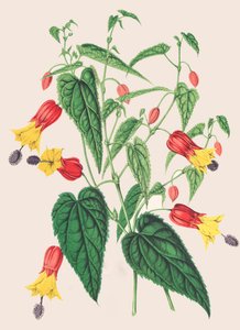 Botanische illustratie/Abutilon megapotamicum/Abutilon