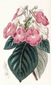 Botanische illustratie/Achimenes grandiflora/Achimene heeft grote bloemen door Unbekannt