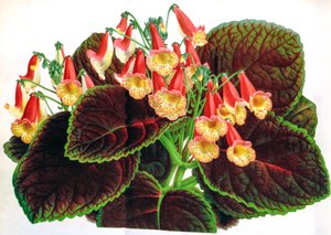 Botanische illustratie/Achimenes naegelioides/Achimene