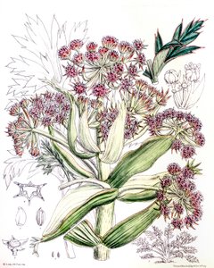 Botanische illustratie/Aciphylla latifolia/Anisotome latifolia/Brede Aciphyll door Unbekannt