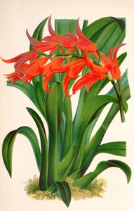 Botanische illustratie/Ada aurantiaca door Unbekannt