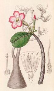 Botanische illustratie/Adenium obesum/Woestijnroos