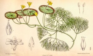 Botanische illustratie/Cabomba aquatica door Unbekannt