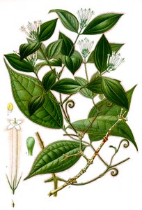 Botanische illustratie/Strychnos toxifera/Curare door Unbekannt
