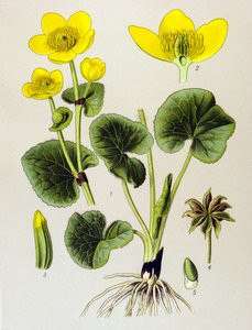 Botanische plank. Giftige plant: moerasbevolking (Caltha palustris) door Unbekannter Künstler