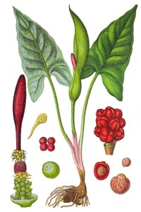 Botanische plaat: gevlekte aronskelk (Wilde aronskelk of Arum maculatum), een geneeskrachtige plant, historische chromolithografie door Unbekannter Künstler