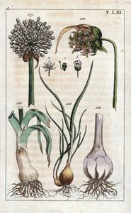 Botanie: prei, knoflook, sjalot - Prei, Allium pollum 179, knoflookbloem, Allium sativum 181, knoflookbol 182, en sjalot, Allium cepa var. aggregatum, ascalonicum door Unbekannter Künstler