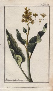 Botanie: rabarberbladeren - Rabarberbladeren, Rheum rhabarbarum. Handgekleurde kopergravure naar een tekening van B. Thanner uit Johannes Zorn