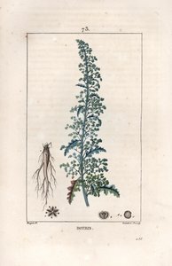 Botris (Chenopodium botrys) - Gravure door Lambert fils, naar een tekening van Pierre Jean Francois Turpin, uit La flore medicale, door Chaumeton, Poiret et Chamberet, Parijs 1830 - Jeruzalem eikenblad, Dysphania botrys door Unbekannter Künstler