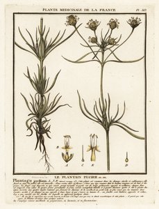 Vertakte weegbree, Plantago indica