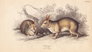 Braziliaans konijn. Uit specimens in het Berlijn Museum. Handgekleurde staalgravure door Lizars naar een illustratie van Charles Hamilton Smith uit William Jardine