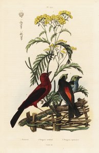 Braziliaanse tangare, Ramphocelus bresilius, en paradijstangare, Tangara chilensis door Unbekannt